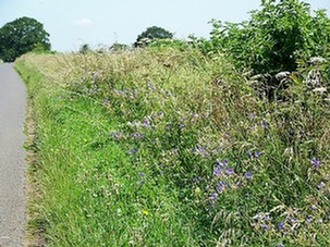 Signage explaining to the public that mowing is suspended to protect wild flowers Signage explaining to the public that mowing is suspended to protect wild flowers