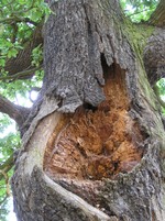 Cavities and rot in veteran tree