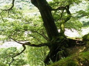 Oak near Langsett