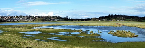 Wombwell Ings