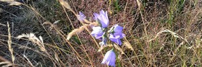 Harebell in acid grassland