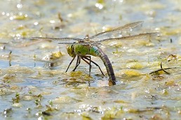 Emperor Dragonfly laying its eggs ( ovipositing) in a pond