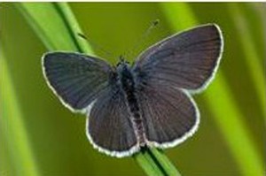 Small Blue butterfly image by Alwyn Timms