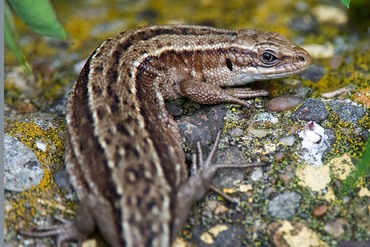 Common lizard on wall