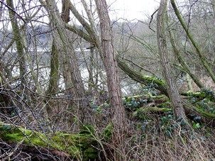 Wet woodland willow carr scrub at Worsbrough reservoir