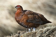 Red Grouse