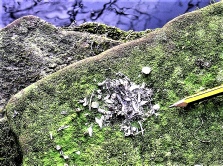 Otter spraint on stone near river Dearne