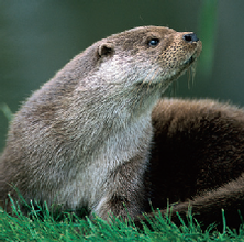 Otter image