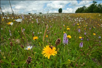 SSSI Pye Flatts meadows