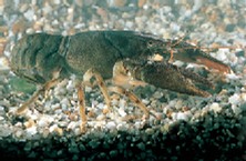 White-clawed crayfish