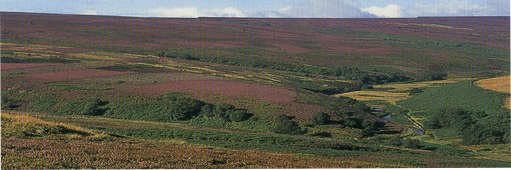 Upland heath moors