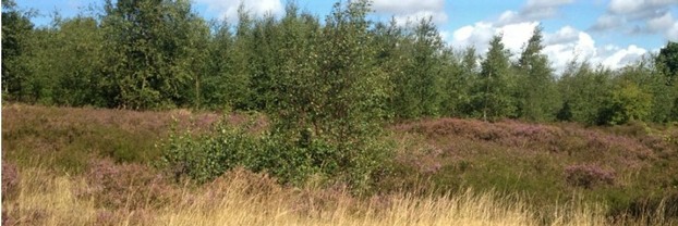 Lowland Heath at Littleworth Park