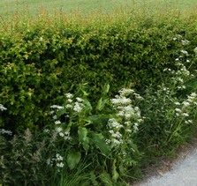 Hawthorn hedgerow with cow parsley