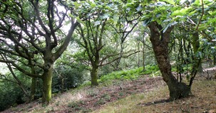 Mixed deciduous woodland with bracken in Rockley woods