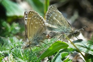 Pair of Dingy Skipper mating. Image: Alwyn Timms