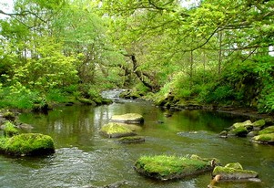 River Don near Shore Hall, Millhouse Green