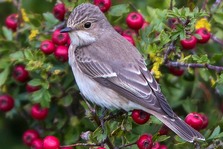 Spotted Flycatcher. Image: Ron Marshall