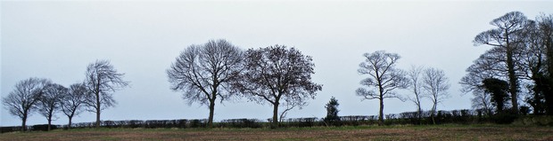 Thinning hedgerow with trees near Genn Lane