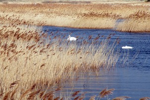 Reedbed and open water with swans