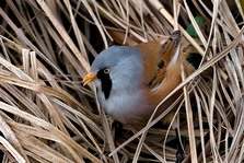 Bearded Tit in reedbed