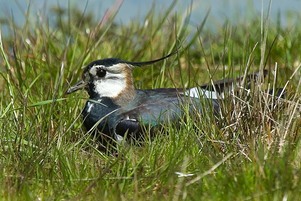 Lapwing