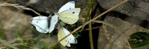 Butterflies header - small whites