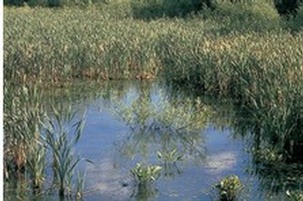 Reedbed with open water