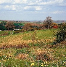 Image of Acid Grassland priority habitat
