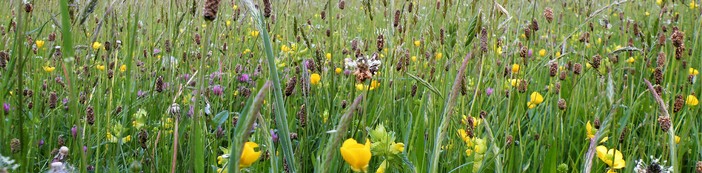 Neutral grassland meadow at Worsbrough country park