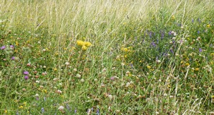 Vegetation on Cudworth Common