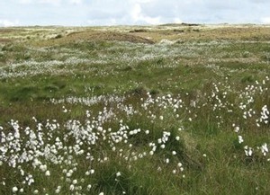 Blankey Bog with cotton grass