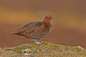 Red Grouse