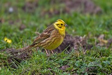 Yellowhammer