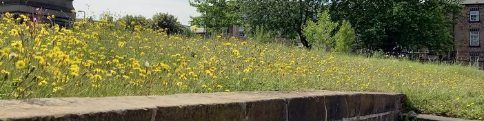 Autumn Hawkbit in Barnsley town centre graveyard