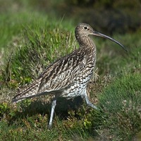 Curlew